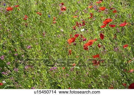 Garden wildflower mix; Canada, Manitoba, Riding Mountain National Park View Large Photo Image Picture - Garden wildflower mix; Canada, Manitoba, Riding Mountain National Park. Fotosearch