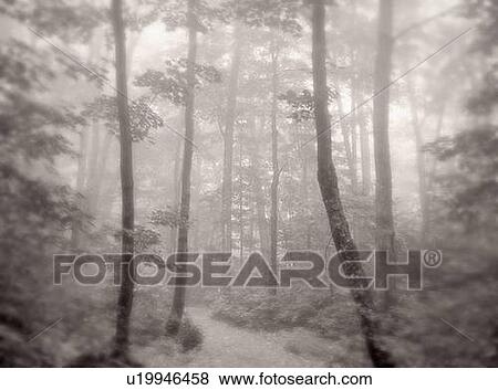 Stock Photo - Hiking Trail in Hardwood Forest, Mont Tremblant Provincial Park, Quebec, Canada. Fotosearch