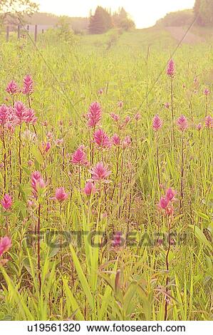 Stock Image - Indian Paint Bush in ditch along road; Canada, Manitoba, Riding Mountain National Park. Fotosearch