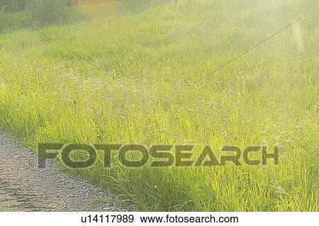 Stock Photo - Long grass at the side of rural trail; Canada, Manitoba, Riding Mountain National Park. Fotosearch