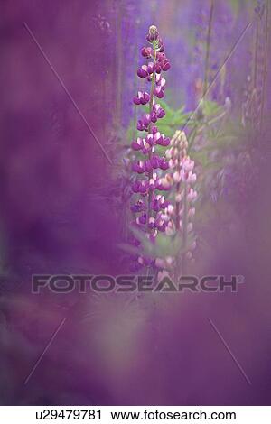 Lupin wildflower, blurred foreground, Whistler, BC Canada View Large Photo Image Stock Image - Lupin wildflower, blurred foreground, Whistler, BC Canada. Fotosearch