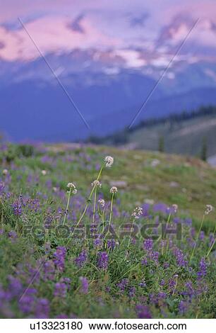 Stock Image - Mountain wildflower meadow with lupin and yarrow and sunset, Whistler Mountain, Whistler, B. C.. Fotosearch