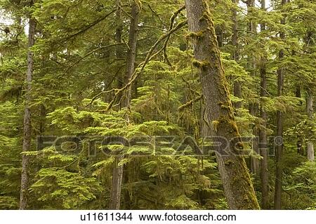 Picture - Old growth rainforest in Pacific Rim National Park, Vancouver Island, British Columbia, Canada. Fotosearch