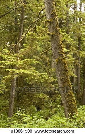 Stock Photo - Old growth rainforest in Pacific Rim National Park, Vancouver Island, British Columbia, Canada. Fotosearch