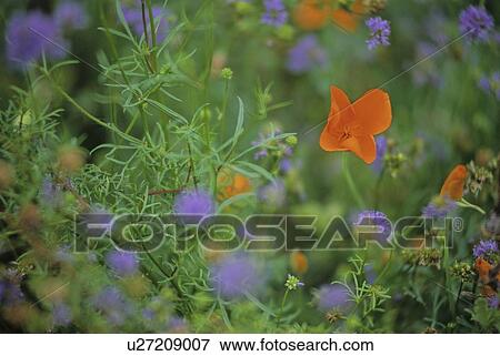 Orange California poppy in meadow, with blurry purple flowers, Whistler, B. C. View Large Photo Image Stock Photo - Orange California poppy in meadow, with blurry purple flowers, Whistler, B. C.. Fotosearch