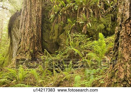 Quinault Rainforest, Olympic National Park, Olympic Peninsula, Washington, USA View Large Photo Image Stock Image - Quinault Rainforest, Olympic National Park, Olympic Peninsula, Washington, USA. Fotosearch