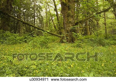 Stock Image - Quinault Rainforest, Olympic National Park, Olympic Peninsula, Washington, USA. Fotosearch