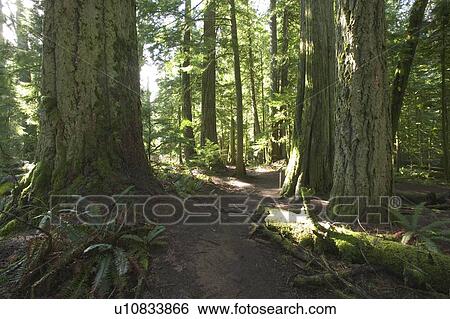 Stock Photograph - Rainforest, Cathedral Grove, BC, Canada. Fotosearch
