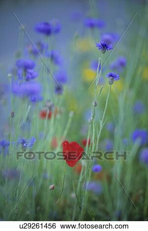 Stock Photograph - Red poppy in field of bachelor button's (cornflowers), Whistler, BC. Fotosearch
