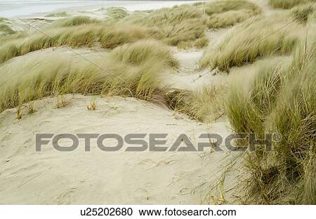 Sand dunes and beach grass in the wind, Oregon Coast, Oregon, USA View Large Photo Image Stock Image - Sand dunes and beach grass in the wind, Oregon Coast, Oregon, USA. Fotosearch
