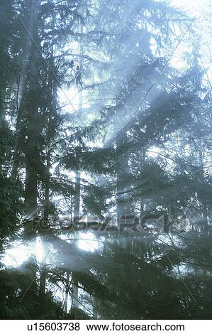 Stock Photo - Sun rays in fog, West Vancouver, B. C.. Fotosearch