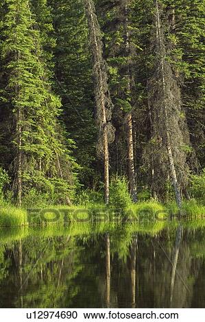 Stock Image - View across the Marsh from the Marsh Boardwalk at the Cave and Basin, Banff National Park, Alberta, Canda. Fotosearch
