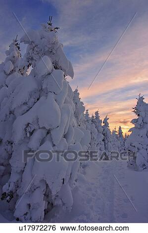 View of path and snow-covered trees at Pic de l'aube, Quebec, Canada View Large Photo Image Stock Photograph - View of path and snow-covered trees at Pic de l'aube, Quebec, Canada. Fotosearch