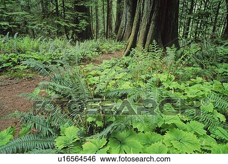 West Coast rainforest, Vancouver Island, BC Canada View Large Photo Image Stock Photograph - West Coast rainforest, Vancouver Island, BC Canada. Fotosearch