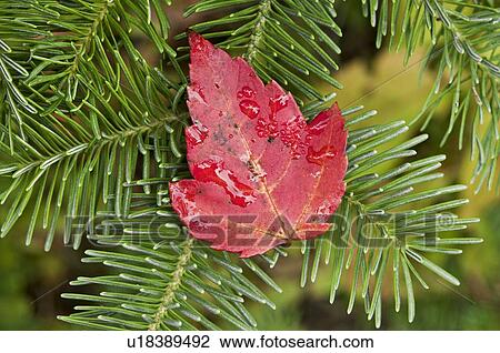 Stock Image - Autumn red maple leaf on balsam fir branch. Algonquin Provincial Park, Ontario. Canada.. Fotosearch