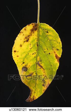 Balsam Poplar Leaf in fall, Alberta, Canada View Large Photo Image Stock Image - Balsam Poplar Leaf in fall, Alberta, Canada. Fotosearch