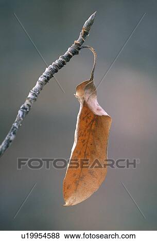 Balsam Poplar Leaf in late Fall, Canada, Alberta View Large Photo Image Stock Photo - Balsam Poplar Leaf in late Fall, Canada, Alberta. Fotosearch