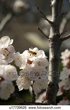 Stock Photograph - Bee on apricot blossoms, Okanagan Centre, BC Canada. Fotosearch