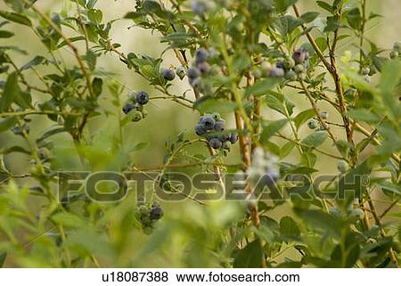 Blueberry bushes, Okanagan Centre, BC, Canada View Large Photo Image Stock Photo - Blueberry bushes, Okanagan Centre, BC, Canada. Fotosearch