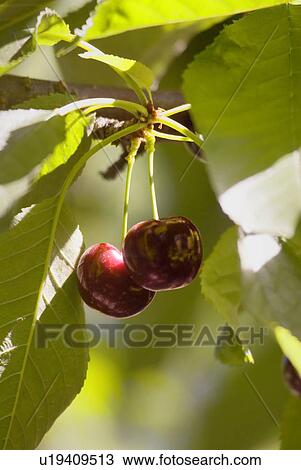 Stock Image - Cherries, Okanagan Centre, BC Canada. Fotosearch