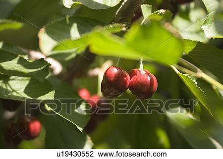 Stock Image - Cherries, Okanagan Centre, BC, Canada. Fotosearch
