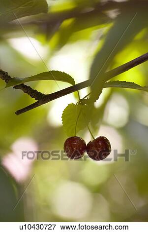 Stock Photo - Cherries, Okanagan Centre, BC Canada. Fotosearch