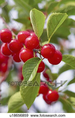 Stock Photo - Cluster of red cherries on the tree, Ontario. Fotosearch
