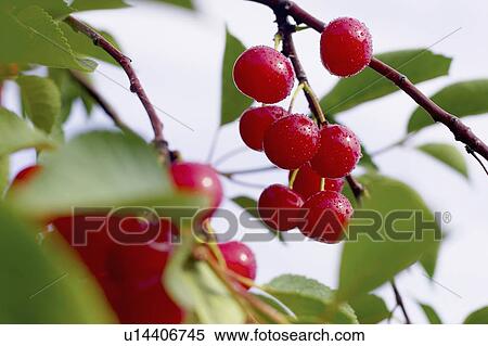 Stock Photography - Cluster of red cherries on the tree, Ontario. Fotosearch