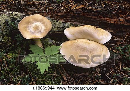 Picture - Coltsfoot and Mushroom, Canadian Rockies, Alberta, Canada,. Fotosearch