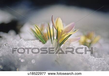 Crocus blooms after fresh snowfall, Whistler, BC View Large Photo Image Stock Photo - Crocus blooms after fresh snowfall, Whistler, BC. Fotosearch