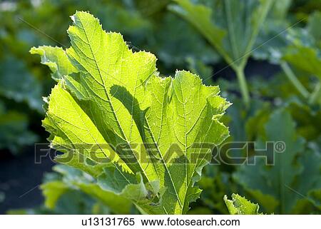 Stock Photography - Cucumber leaves, organic garden, Manitoba, Canada. Fotosearch