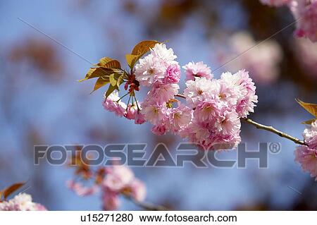 Detail of cherry tree blossom, Canada, Ontario View Large Photo Image Stock Image - Detail of cherry tree blossom, Canada, Ontario. Fotosearch