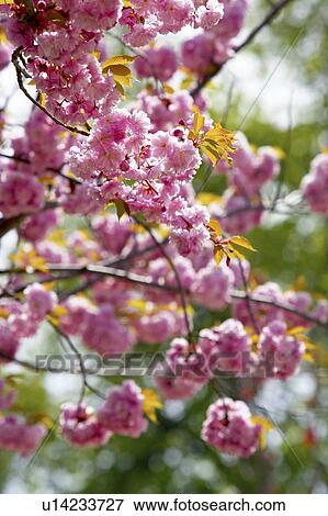 Detail of cherry tree in bloom, Canada, Ontario View Large Photo Image Stock Photo - Detail of cherry tree in bloom, Canada, Ontario. Fotosearch