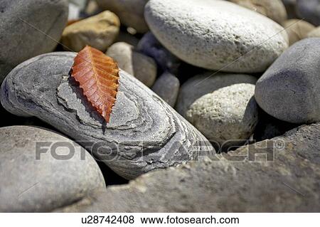 Stock Photo - Detail of leaf on stone, Canada, Ontario. Fotosearch
