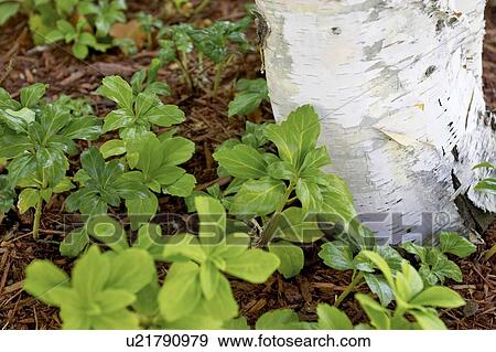 Stock Photo - Detail of white birch, tree trunk surrounded by green foliage, Canada, Ontario. Fotosearch