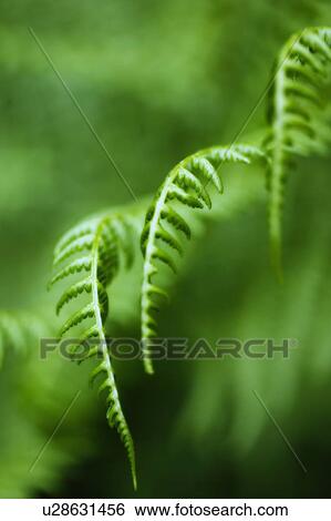 Stock Photograph - Fern Detail, West Vancouver, B. C.. Fotosearch