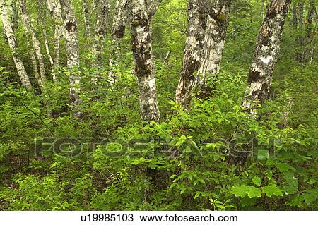 Forest floor details - Port L'Hebert Pocket Wilderness Park, Nova Scotia View Large Photo Image Stock Image - Forest floor details - Port L'Hebert Pocket Wilderness Park, Nova Scotia. Fotosearch