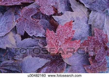Frost defines red maple tree leaves, Whistler, BC View Large Photo Image Stock Image - Frost defines red maple tree leaves, Whistler, BC. Fotosearch