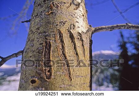 Stock Image - Grizzly Bear claw marks on tree, Whistler Mountain. Fotosearch