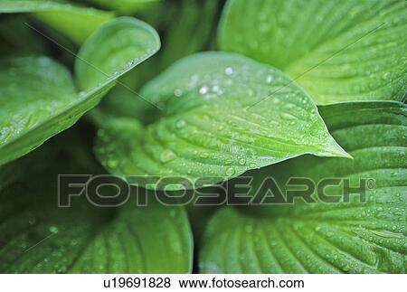 Stock Photo - Hosta leaves close up with water droplets on leaves, Whistler, BC Canada. Fotosearch