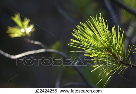 Stock Photography - Lodgepole Pine (Pinus Contorta var. latfolia) needles glowing in sunlight, Kludahk Trail, B. C.. Fotosearch