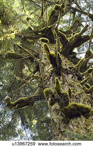 Stock Photo - Looking upward in old growth forest in Cathedral Grove in MacMillan Provincial Park, near Port Alberni, Vancouver Island, BC. Fotosearch