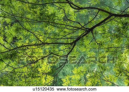 Maple Tree at Selkirk Provincial Park - Selkirk, Ontario, Canada View Large Photo Image Stock Photography - Maple Tree at Selkirk Provincial Park - Selkirk, Ontario, Canada. Fotosearch