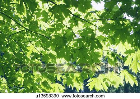 Maple Tree, Gambier Island, B. C. View Large Photo Image Stock Image - Maple Tree, Gambier Island, B. C.. Fotosearch