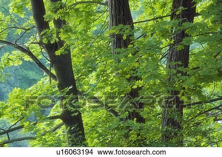Maple Trees at Dufferin Island Nature Park - Niagara Falls, Ontario, Canada View Large Photo Image Picture - Maple Trees at Dufferin Island Nature Park - Niagara Falls, Ontario, Canada. Fotosearch
