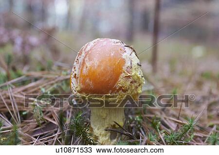 Stock Image - Mushroom, Baysville, Ontario.. Fotosearch