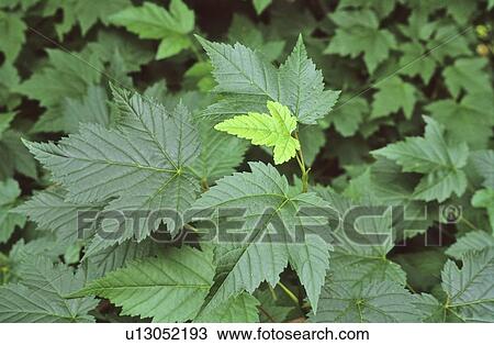 Stock Image - New Maple leaf grows on tree, Whistler, BC Canada. Fotosearch