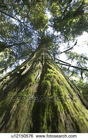 Stock Photograph - Rainforest, Cathedral Grove, BC, Canada. Fotosearch