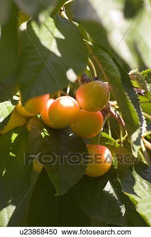 Rainier cherries, a hybrid between Bing and Van cherries, Okanagan Centre, BC Canada View Large Photo Image Stock Image - Rainier cherries, a hybrid between Bing and Van cherries, Okanagan Centre, BC Canada. Fotosearch