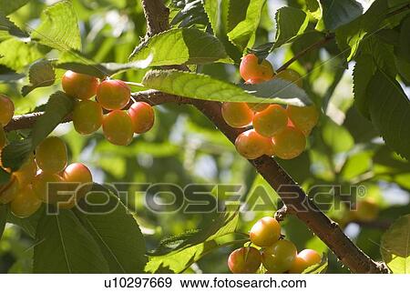 Stock Photo - Rainier cherries, a hybrid between Bing and Van cherries, Okanagan Centre, BC Canada. Fotosearch